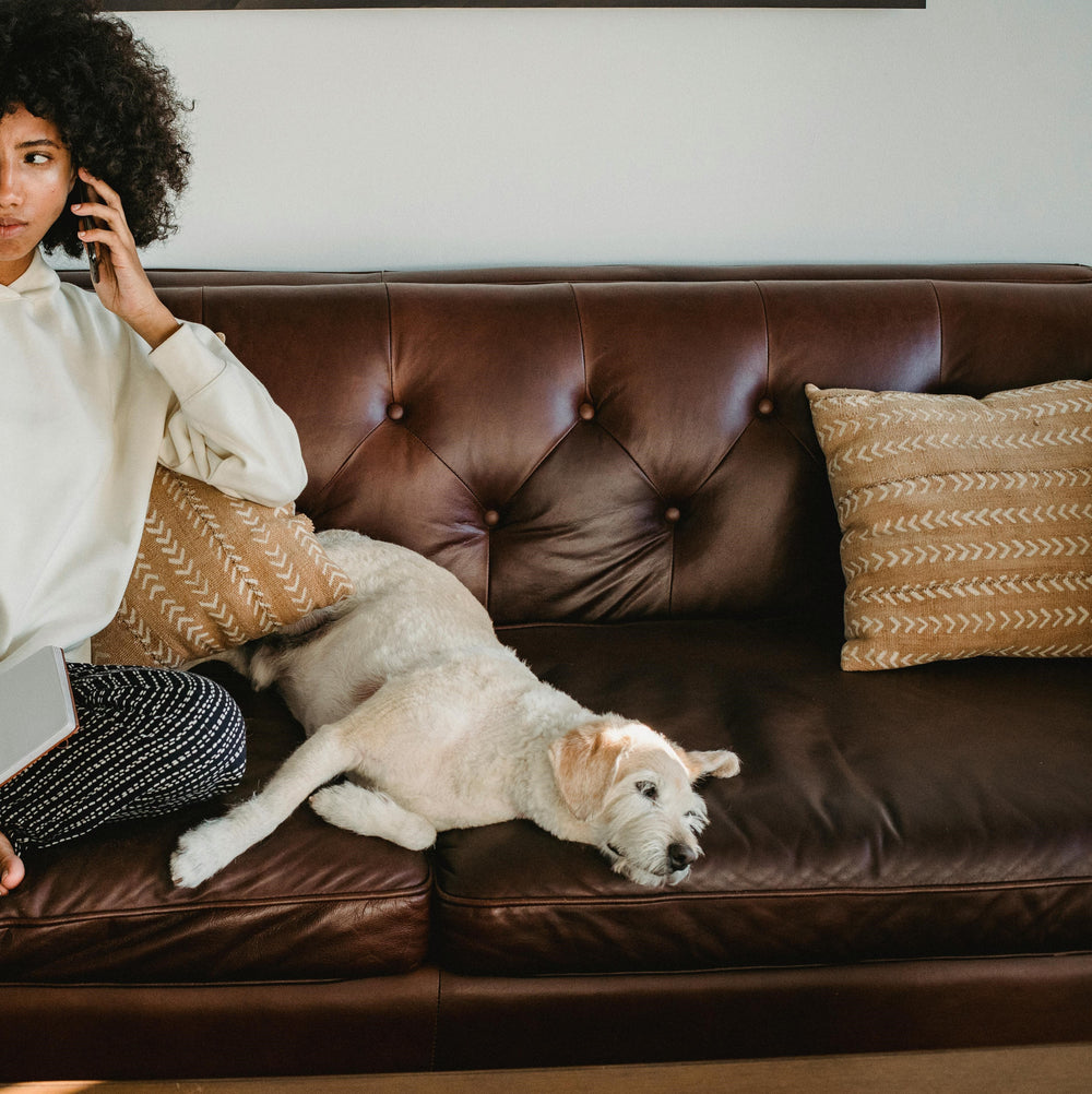 Brown leather tufted sofa with tan patterned pillows and a white dog resting on it